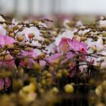 719362_Productores-de-Ornamental_web-1536x1024