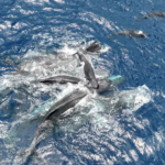 Screenshot 2026-03-27 at 16-14-08 Por primera vez científicos registraron en video cómo los cachalotes se apoyan mutuamente en el parto - Infobae